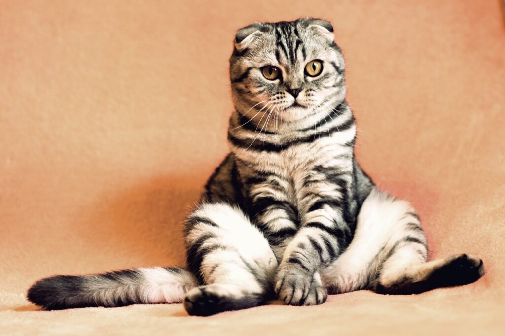 cat, kitten, pets, animals, housecat, pet, feline, sitting, animal, nature, funny, cute, adorable